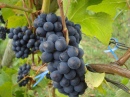 Uvas para produção de Vinho